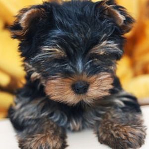 Meet your Posher, Rubi